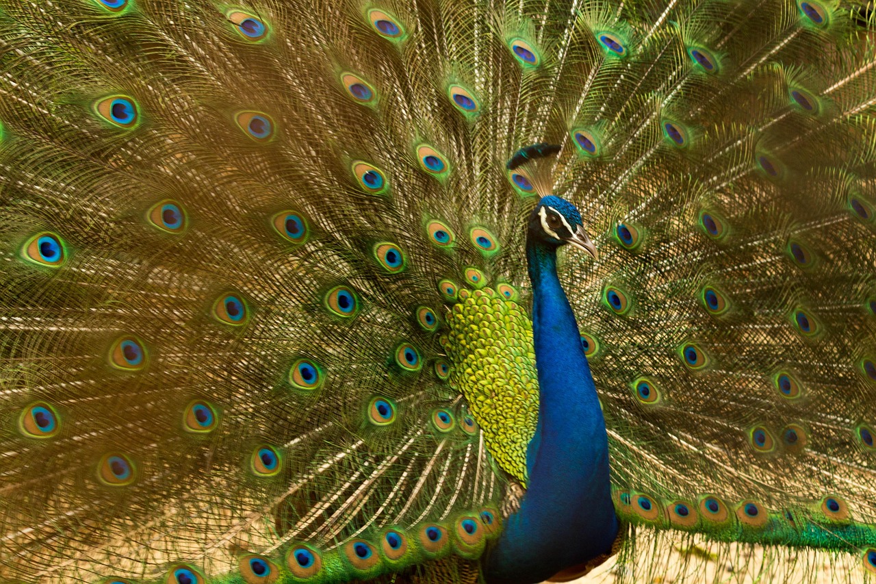 Pavão, Pássaro, Natureza, Animal, Pluma