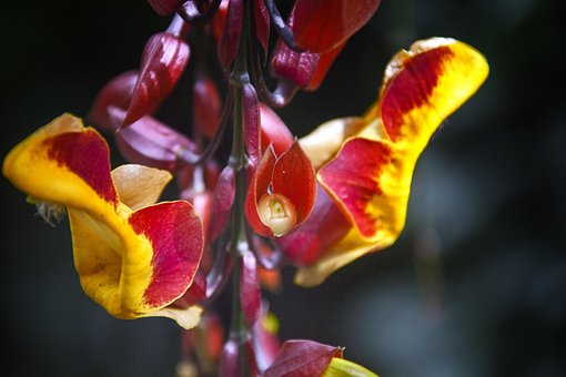 Free Plant Blossom photo and picture