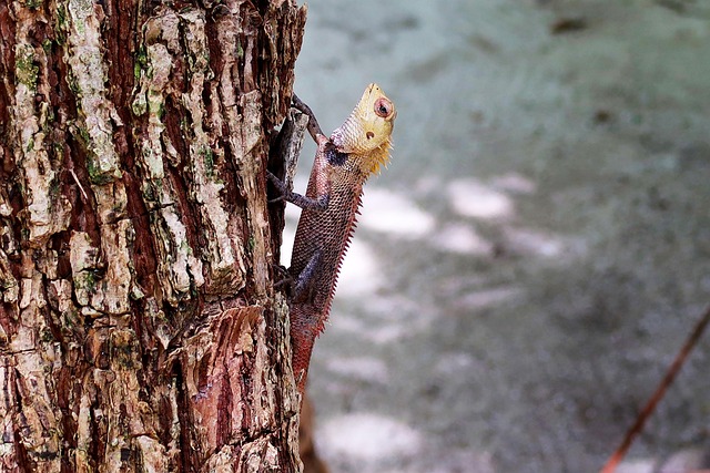 Baum, Eidechse, Tier, Reptil, Natur