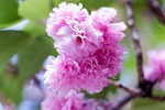 arboretum, flowers, plant