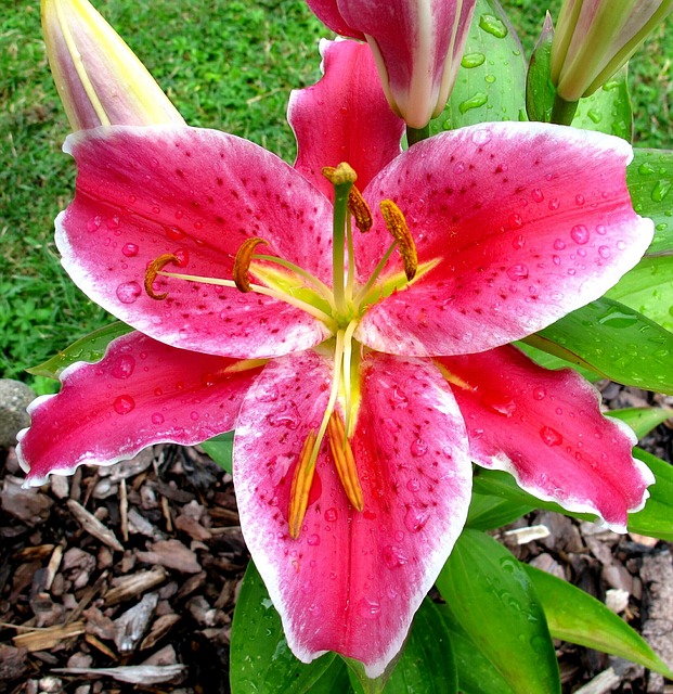 Oosterse, Lilly, Na Acht