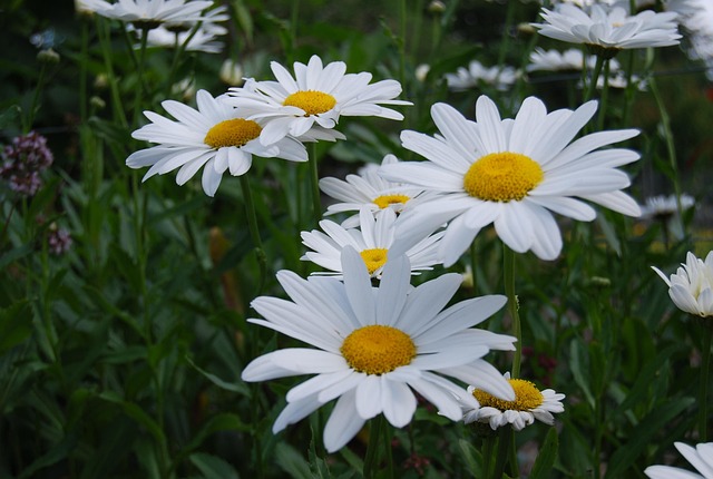 Free Flowers Flower Wallpaper photo and picture