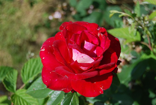 Free Flower Nature photo and picture