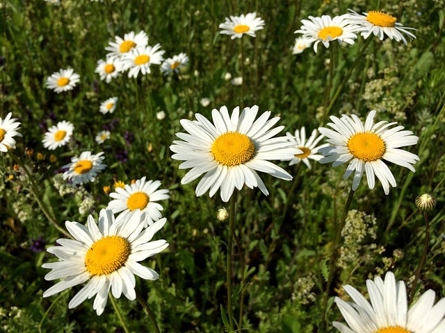 Free Daisy Flower Background photo and picture