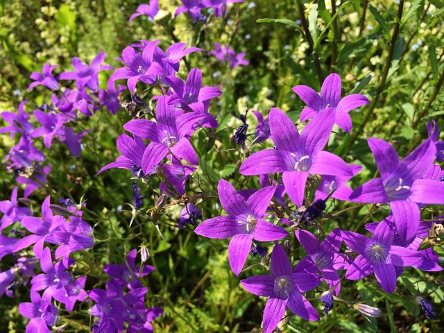Free Flowers Nature photo and picture