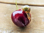 cherry, snail, shell