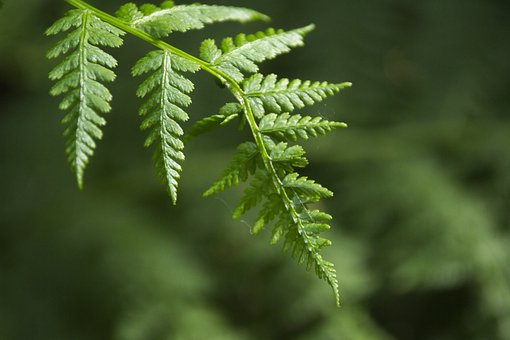 Skov, Sti, Magi, Magisk, Natur, Naturlig