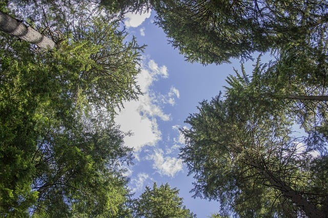 Free forest canopy path illustration