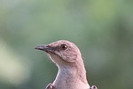 mockingbird, close up, songbird