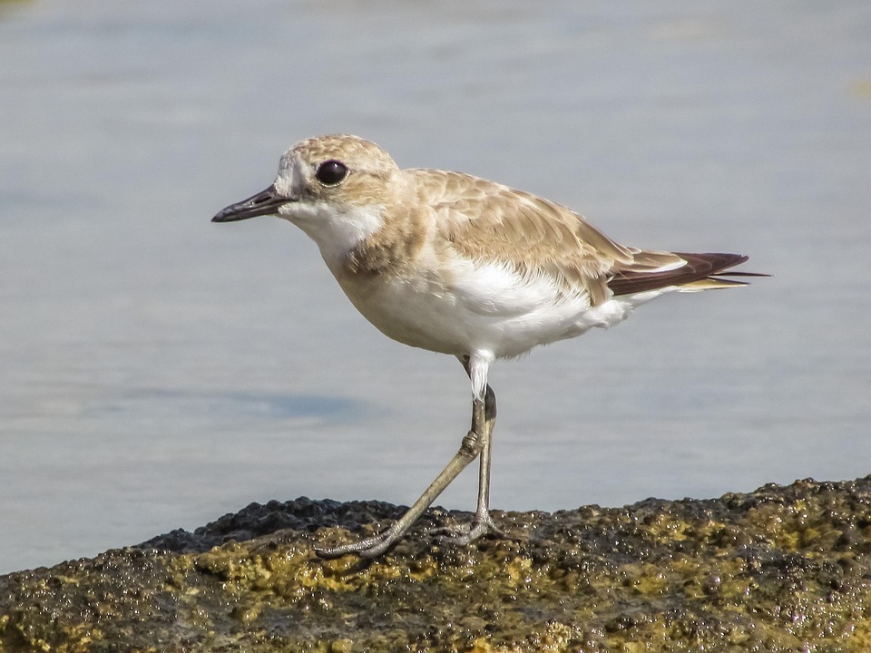 Stint สีเทา นกทะเล - ภาพฟรีบน Pixabay - Pixabay