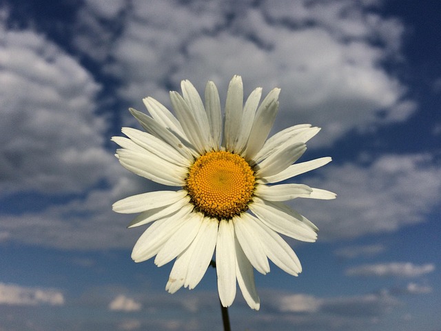 Free Daisy Flower photo and picture