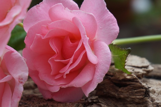 Free Rose Blossom photo and picture