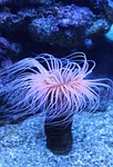sea anemones, water lilies, ocean