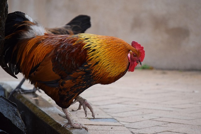 Free Rooster Walk photo and picture