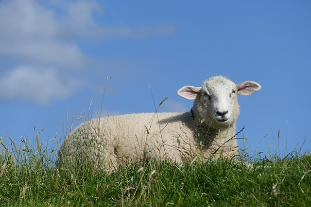 Free Sheep Summer photo and picture