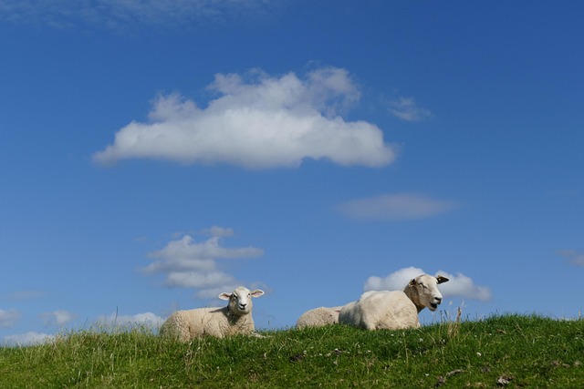 Free Sheep Summer photo and picture