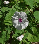 wild potato vine, manroot, wildflower