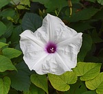 wild potato vine, manroot, wildflower