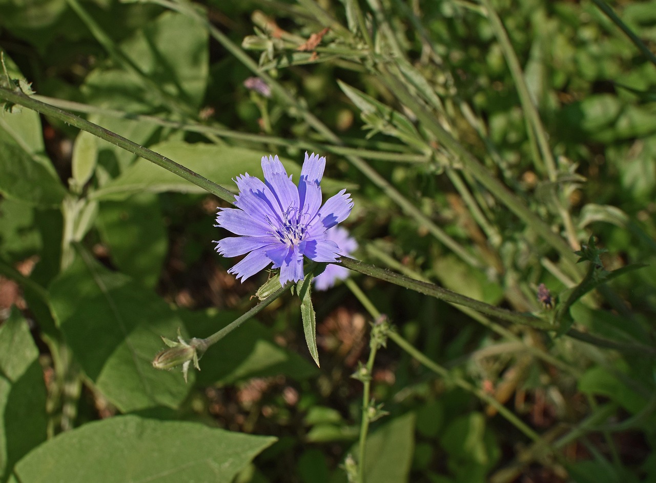 Wild Chicory - free online jigsaw puzzle photo