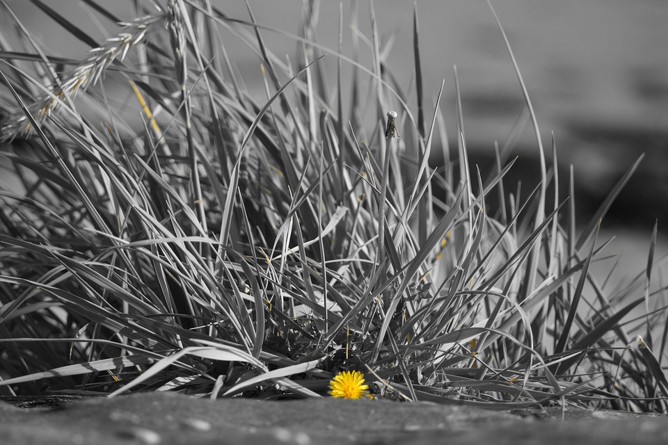 Blume Gras - Kostenloses Foto auf Pixabay - Pixabay