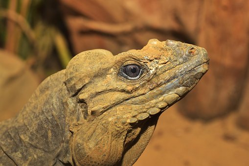 Lizard, Urdyr, Skæl, Krybdyr, Dyr, Væsen