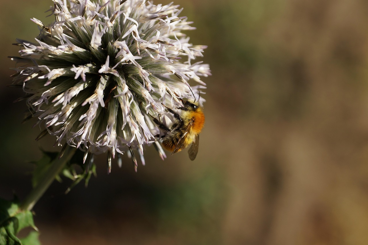Pszczoła Kwiat Makro - Darmowe zdjęcie na Pixabay - Pixabay