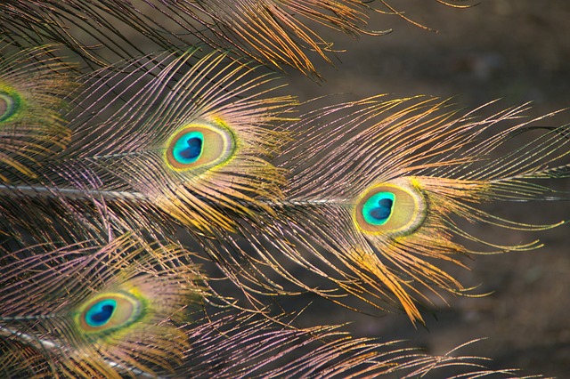 Free Peacock Feather photo and picture