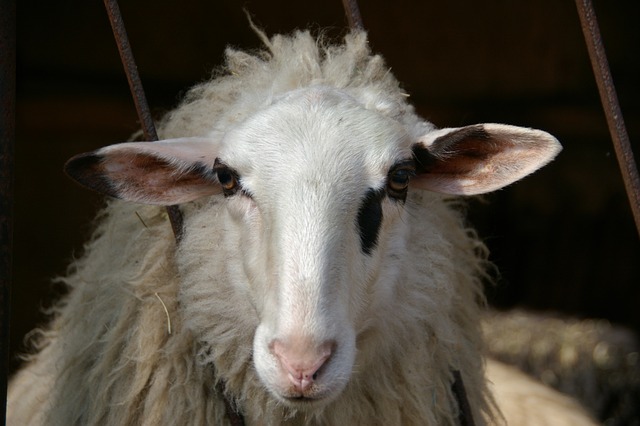 Free Sheep White photo and picture