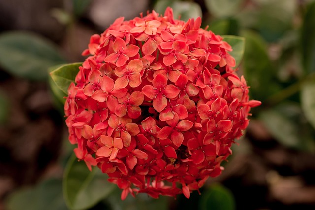 Affald, Blomst Tapet, Blomst Baggrund