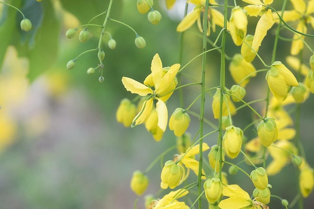 Free Flower Nature photo and picture
