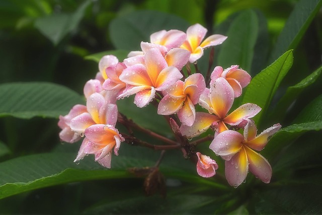 Free Flower Beautiful Flowers photo and picture