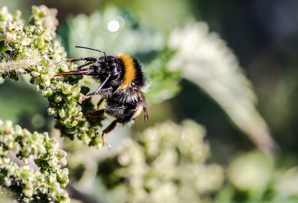 Wiesenhummel Bombus Pratorum - Kostenloses Foto auf Pixabay - Pixabay