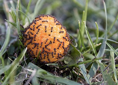 Hormigas, Macro, Cheesepuff