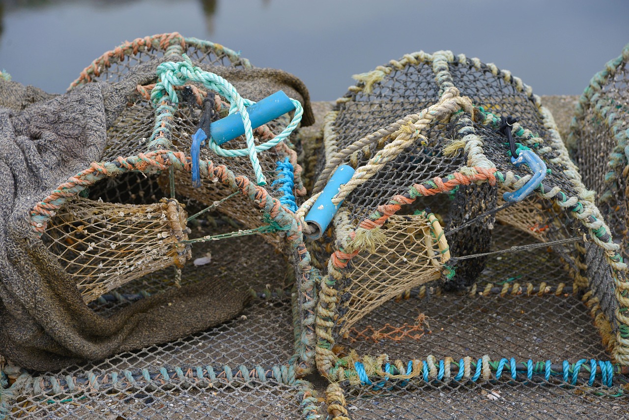 10,000+ Free Catching Fish & Fish Images - Pixabay
