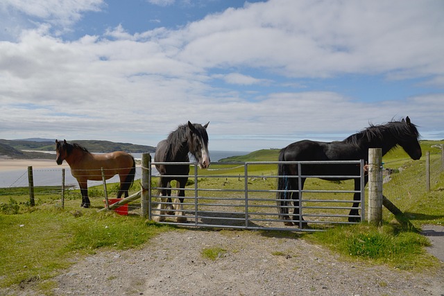 Free Scotland Horses photo and picture