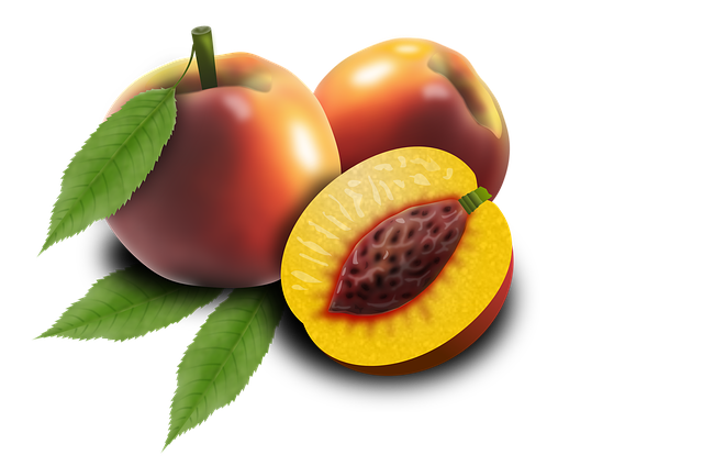 Free fruits fruit peaches illustration