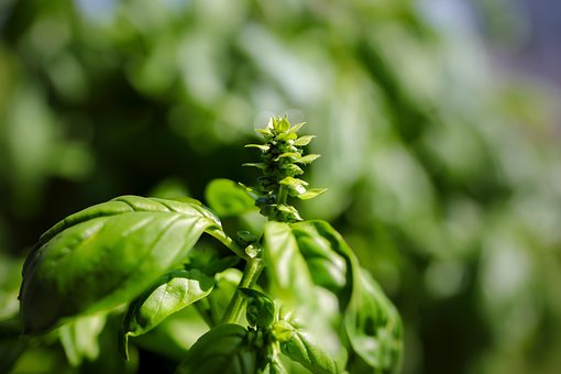 Free Basil Herbs photo and picture