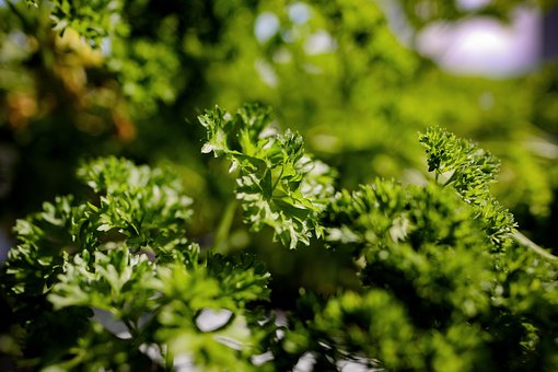 Free Parsely Herbs photo and picture