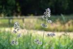 flower, nature, berm