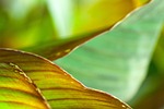 canna indica, letter, the annual plant