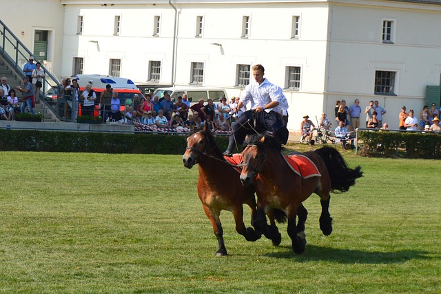 Ungarische Post, Pferd, Kaltblut