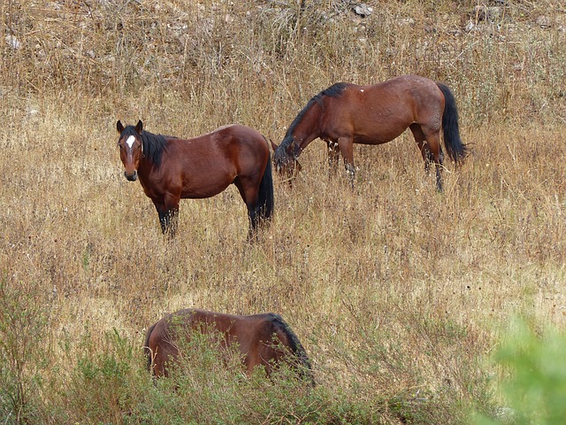 Free Horse Meadow photo and picture