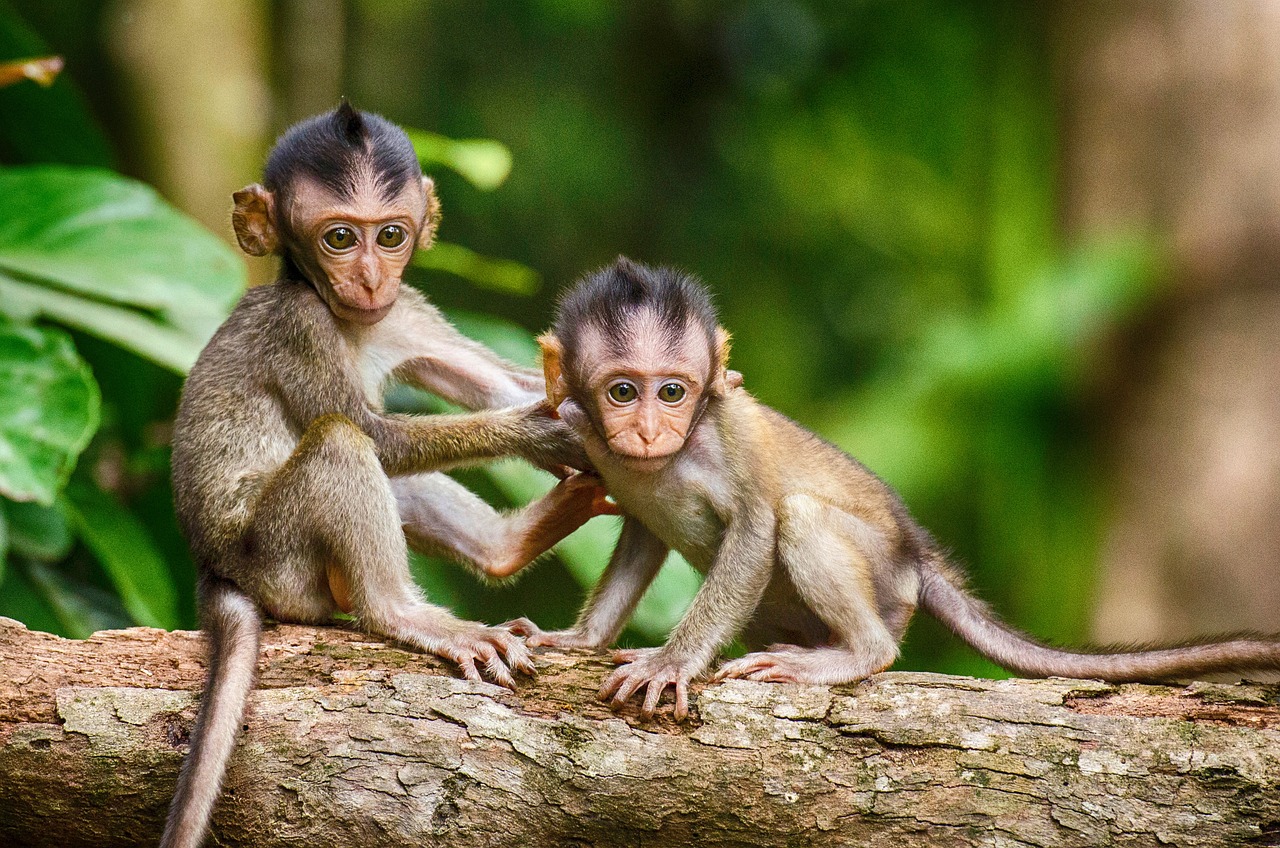 Monkey Mammal Primate Free photo on Pixabay Pixabay
