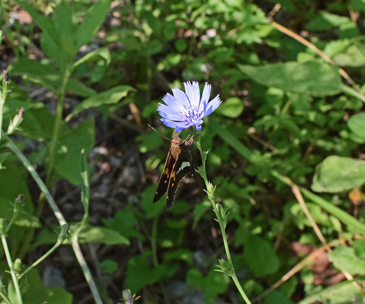 Chicory With Silver-Spotted Skipper - free online jigsaw puzzle photo