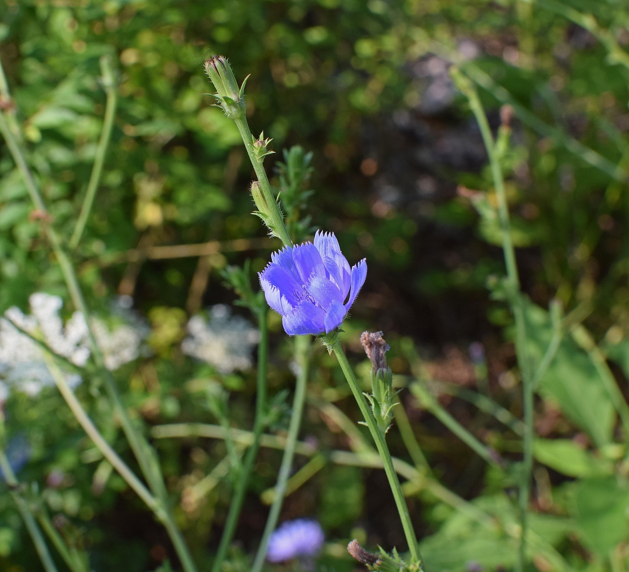 Wild Chicory Opening - free online jigsaw puzzle photo