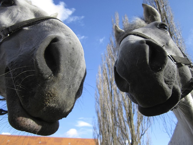 Free Horses Noses photo and picture