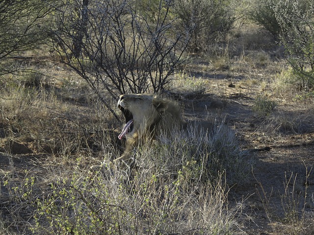 Free Lion Yawning photo and picture
