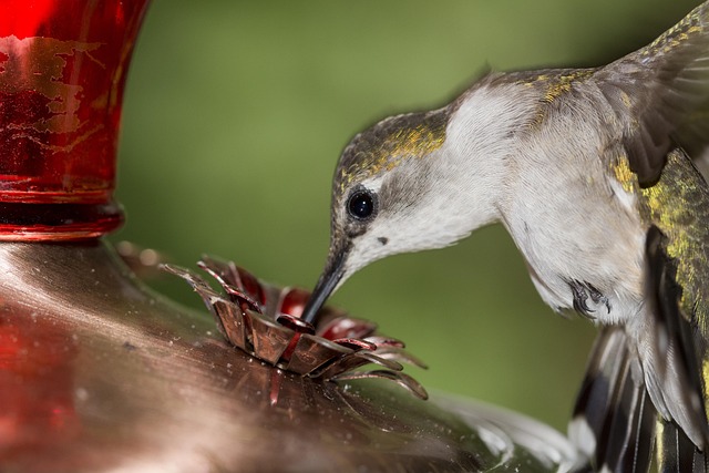 Free Ruby-Throated Hummingbird Female photo and picture