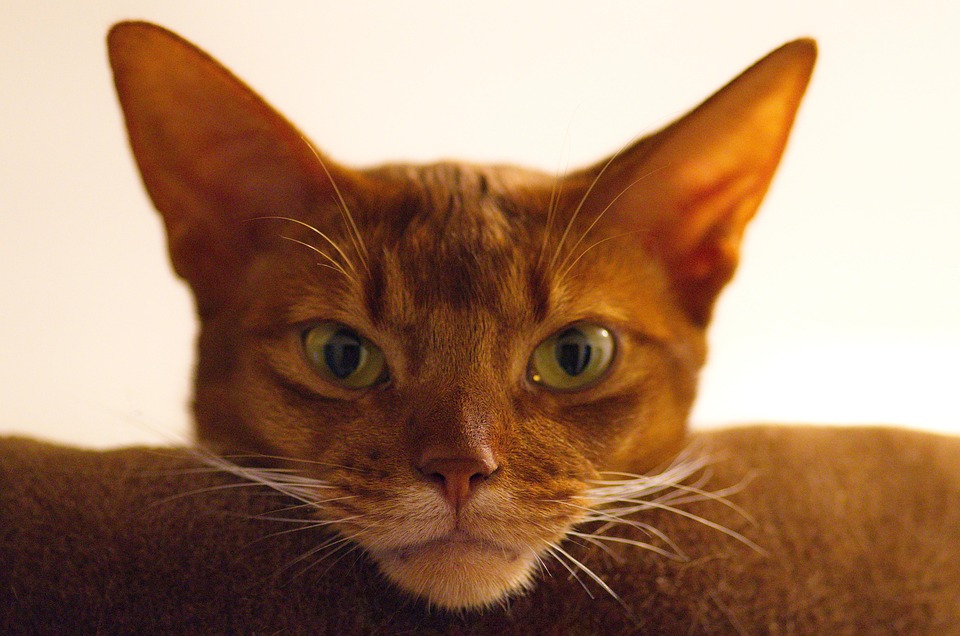 Abyssinian breed