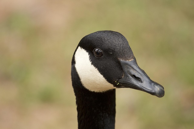 Free Canada Goose Bird photo and picture